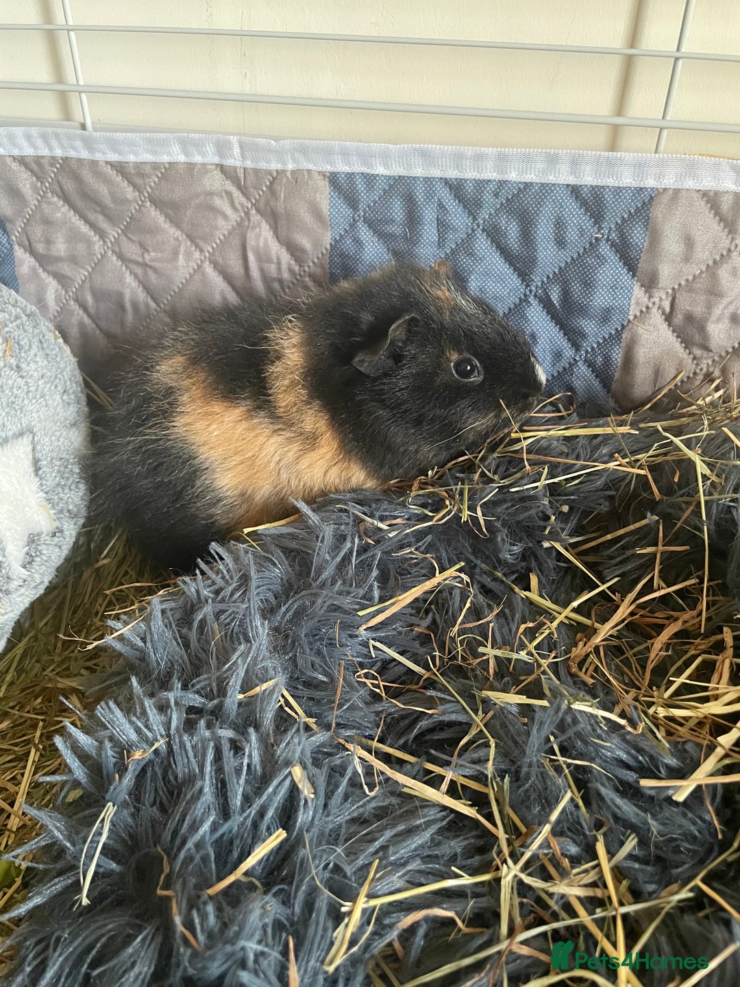 Guinea Pig rodents for sale: Three bonded sows for sale - Advert 2