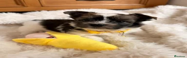 Yellow Collar Boy 