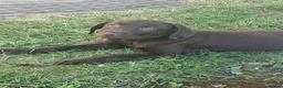Labrador Retriever dogs for sale:  Fully vaccinated chocolate male lab pup ready now - Advert 23