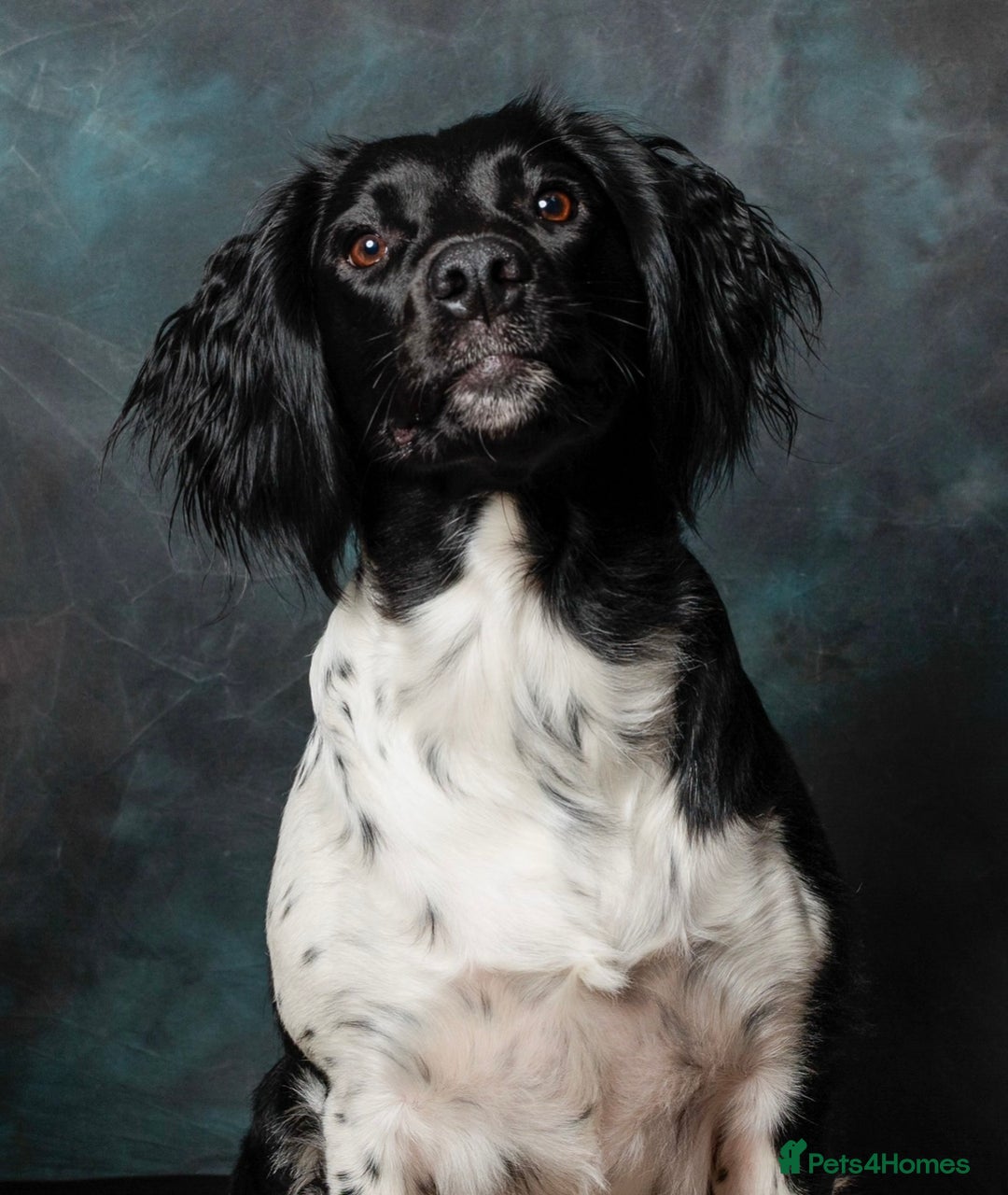 Mixed Breed dogs for sale: Rehoming - Advert 2