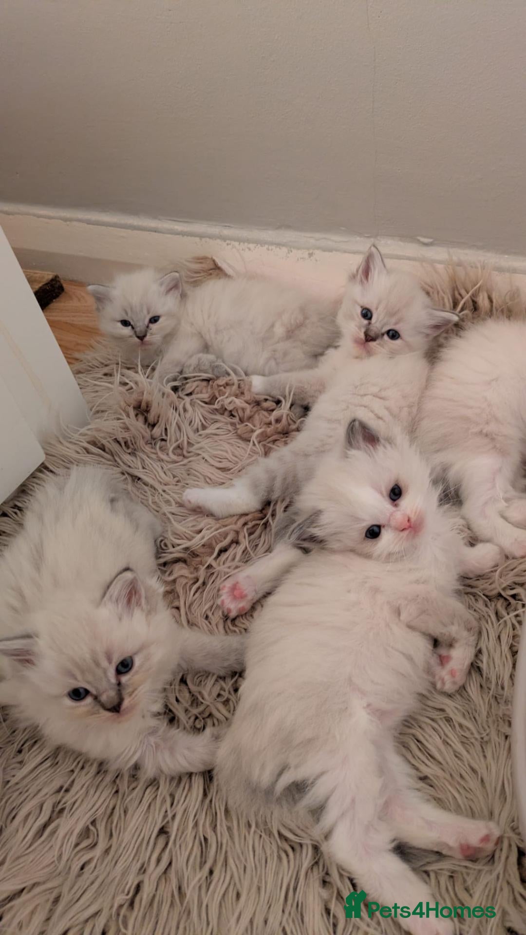 Ragdoll cats Stunning Ragdoll Kittens - TICA Registered  - Advert 1