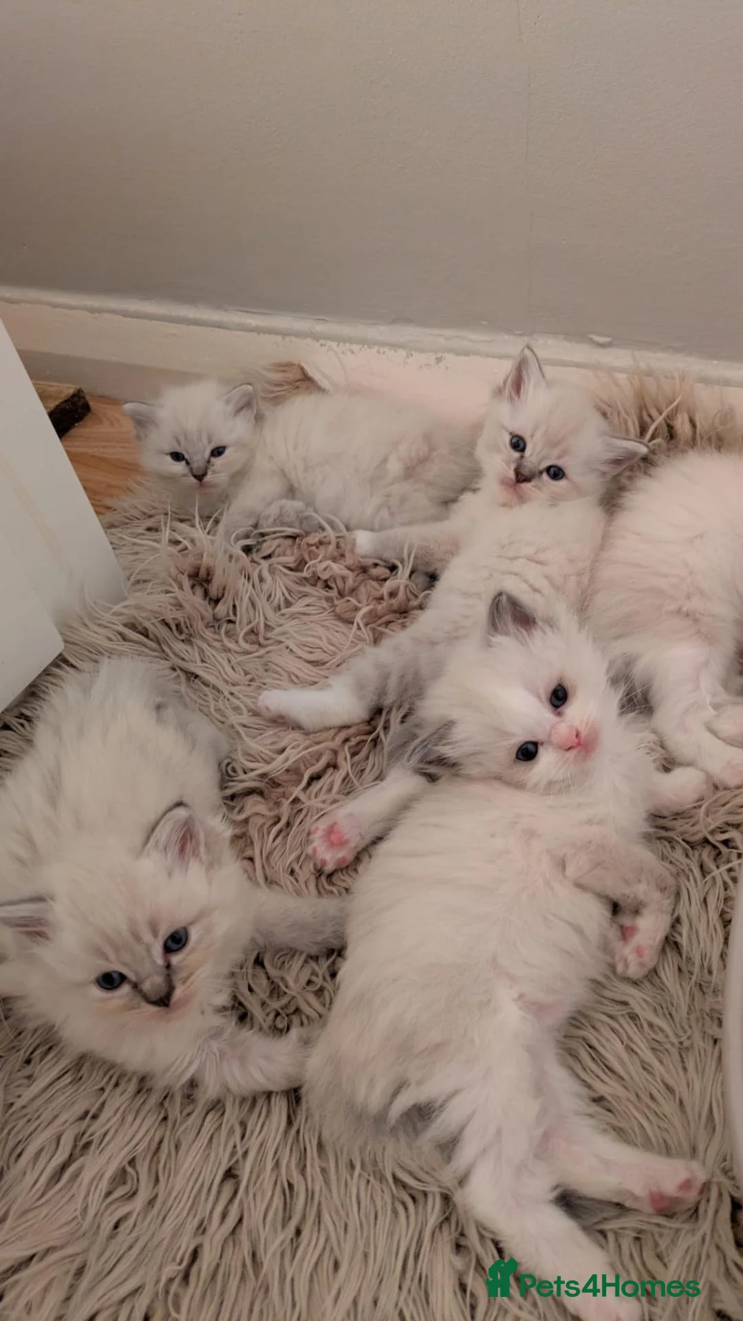 Ragdoll cats for sale: Stunning Ragdoll Kittens - TICA Registered  in Northolt - Advert 1