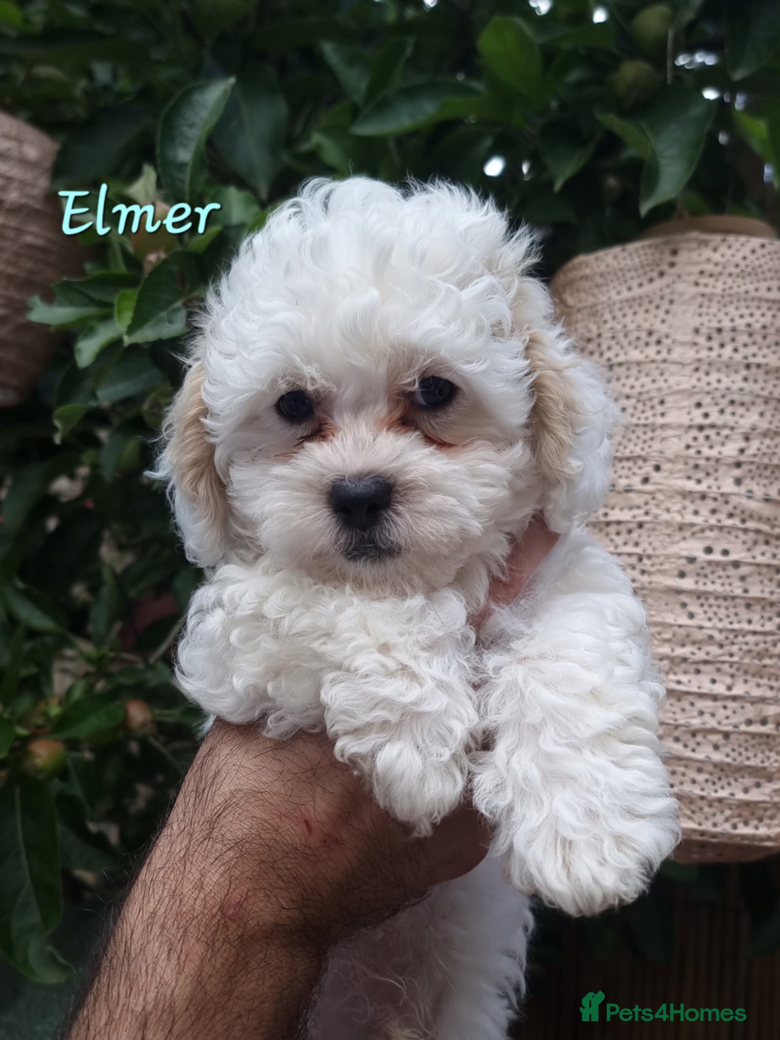 Shihpoo dogs ❤️Beautiful Shihpoo's❤️ - Advert 1