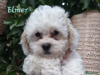 Shihpoo dogs ❤️Beautiful Shihpoo's❤️ - Advert 1