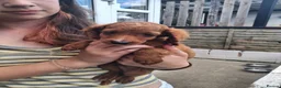 Cockapoo dogs for sale: ** BEAUTIFUL LITTER OF COCKAPOO PUPPIES ** - Advert 12