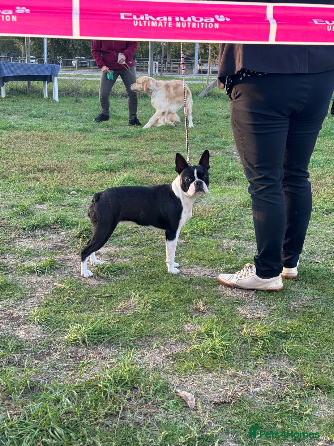 Boston Terrier dogs for sale: Boston terrier puppies - Advert 3