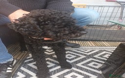 Cockapoo dogs for sale: Dobbie - Image 2