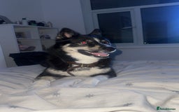 Pomsky dogs for sale: Nala the Pomsky - Advert 7