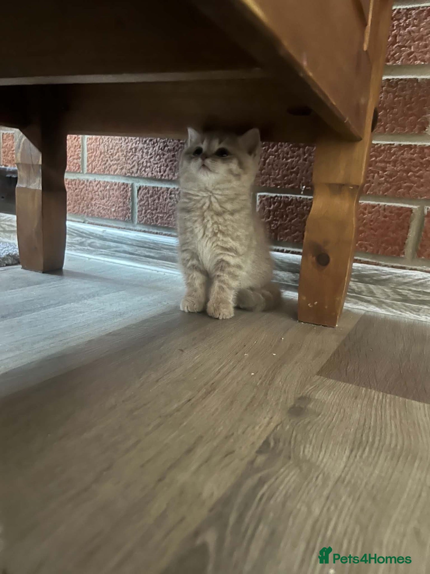 Scottish Fold cats Exceptional litter of Scottish fold/ straight😍😍 - Advert 1