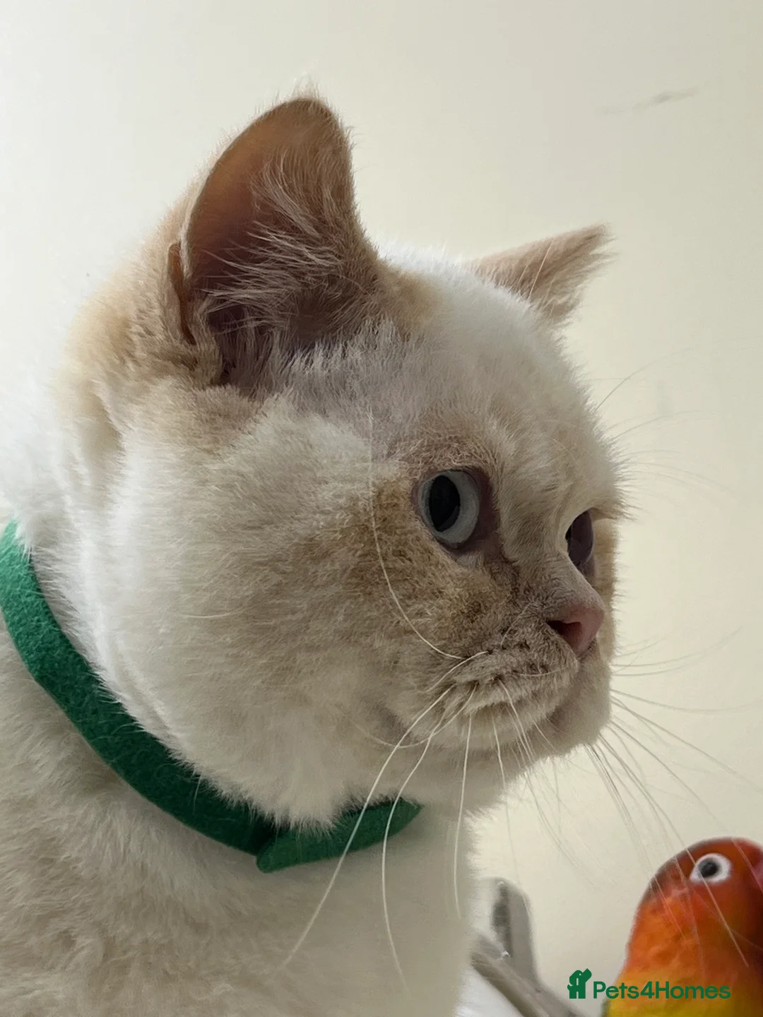 British Shorthair cats for sale: British Longhair & British Shorthair. - Advert 12