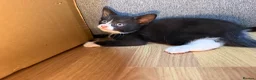 Korat cats for sale: Kittens Looking for Their Forever Homes - Advert 4