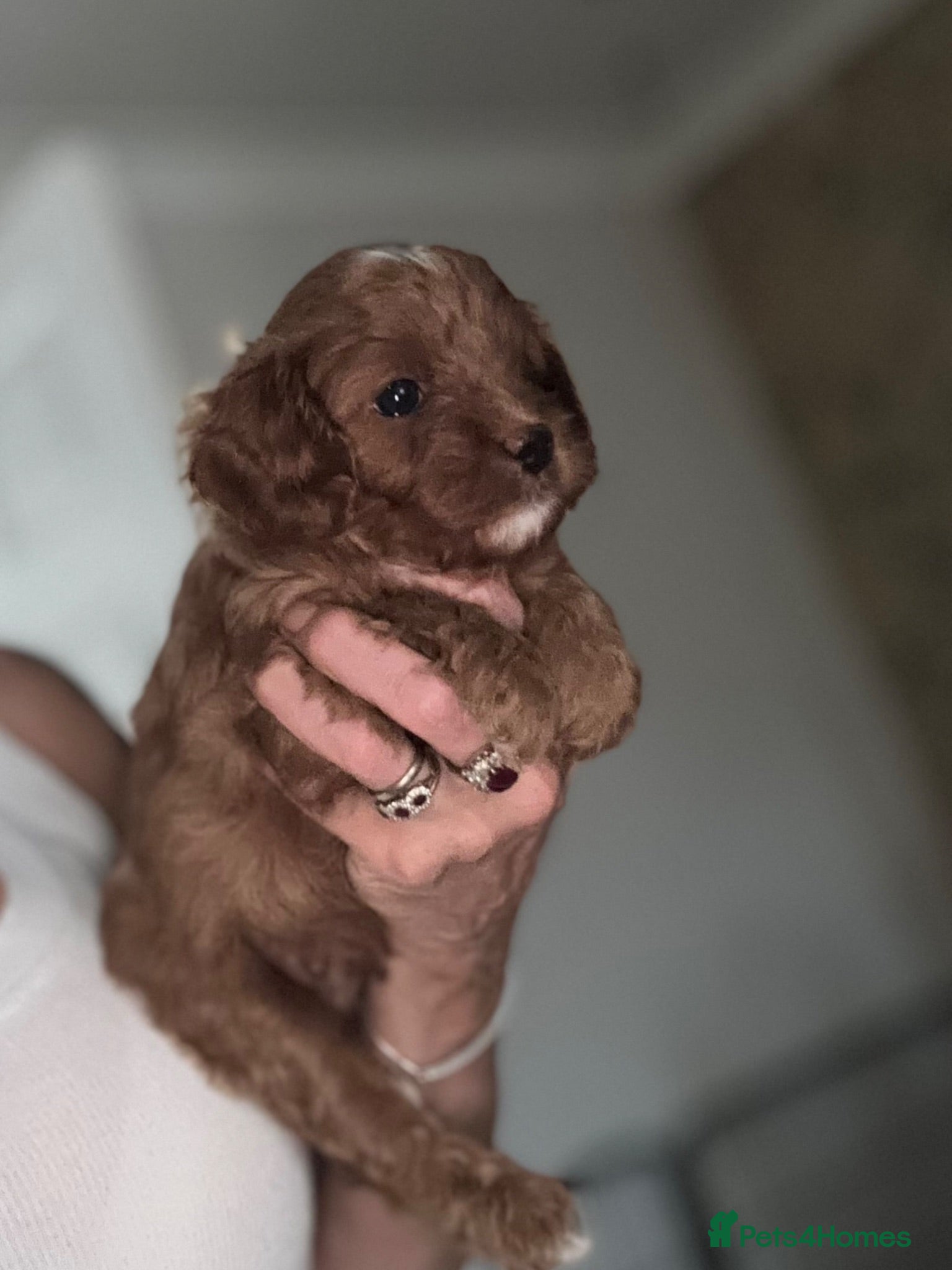 Cavapoo dogs Cavapoo Pups  - Advert 2