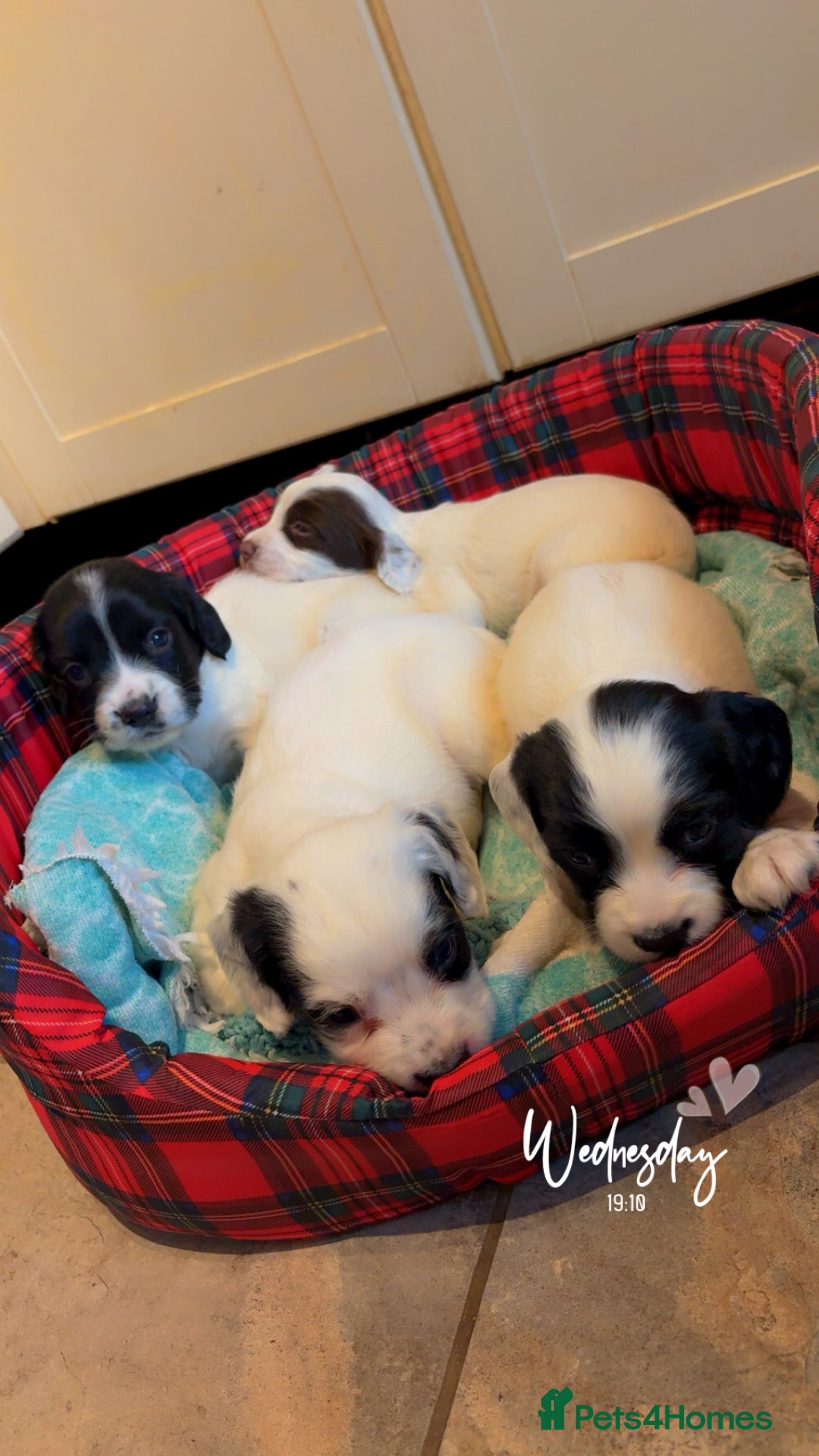 English Springer Spaniel dogs 3 springer spaniel dogs for sale  - Advert 2