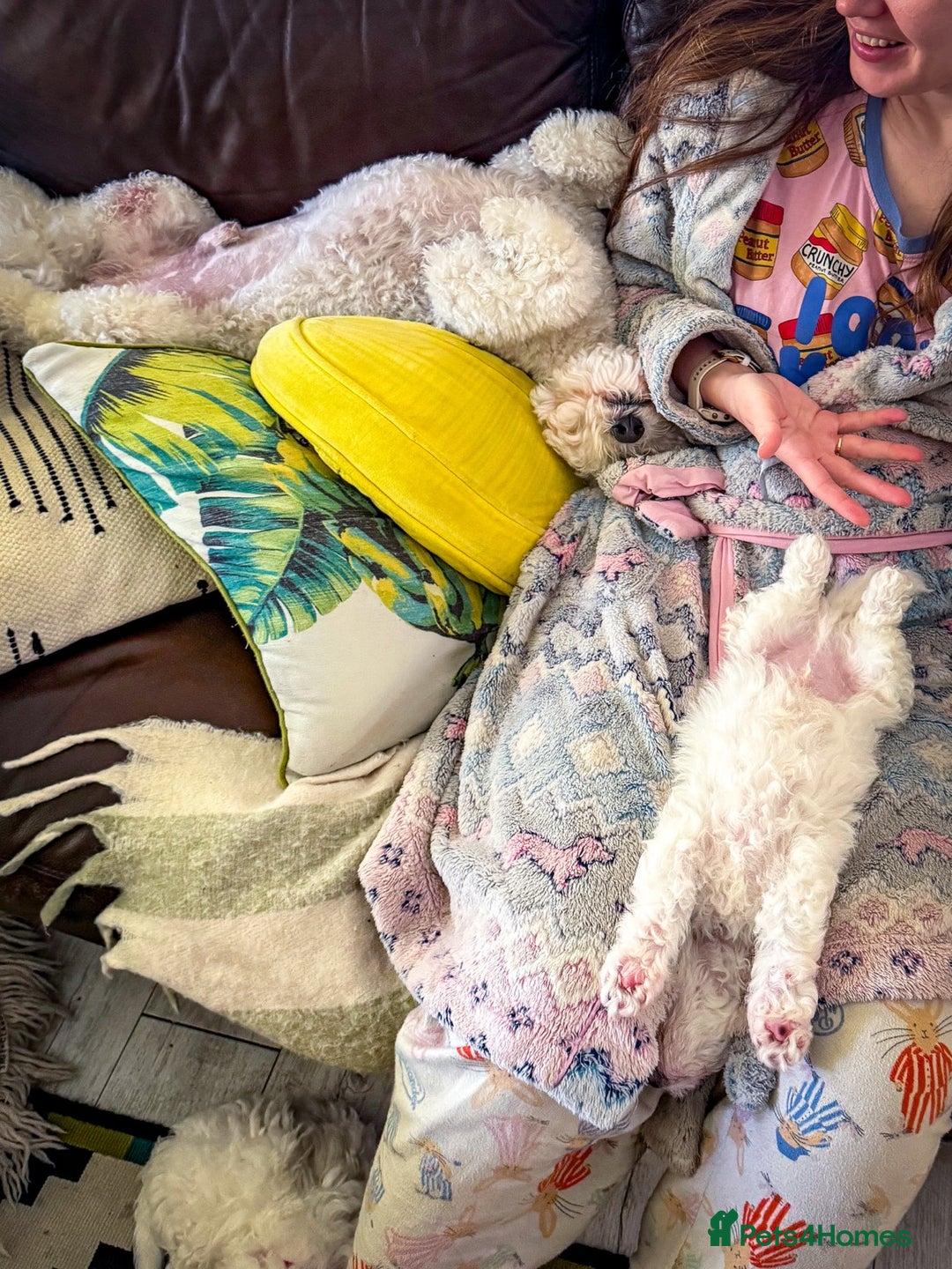 Bichon Frise dogs for sale: Expand-cuddly bichon frise - Image 8