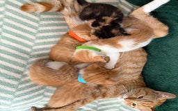 Domestic Shorthair cats for sale: Beautiful kittens 😍 - Image 6