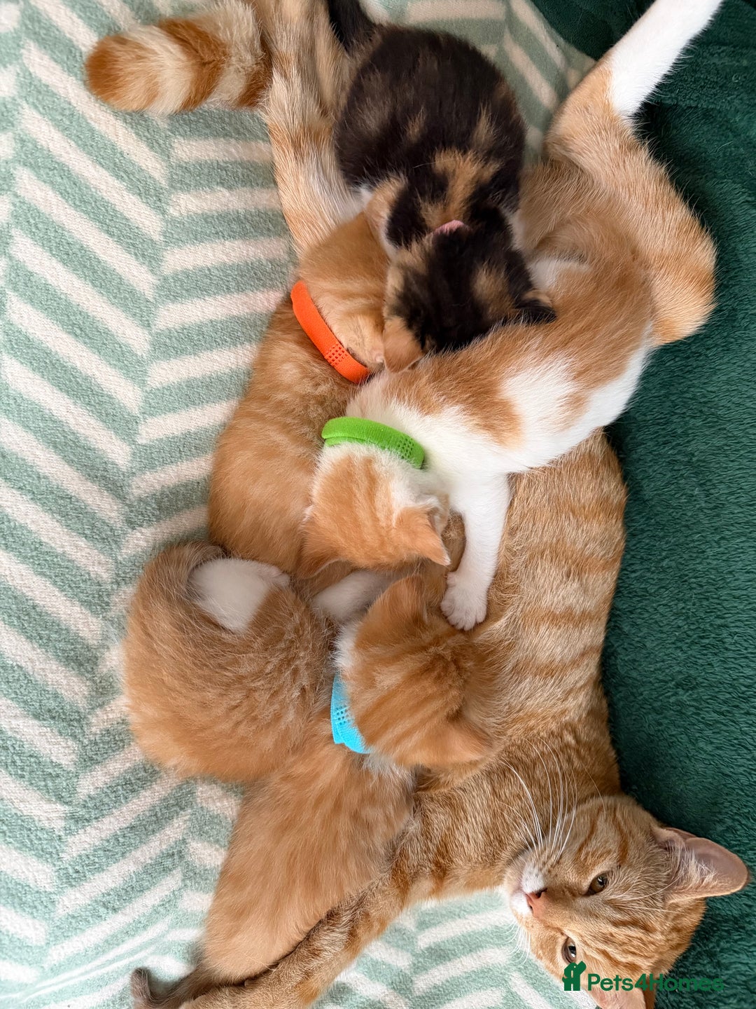 Domestic Shorthair cats for sale: Beautiful kittens 😍 - Image 6