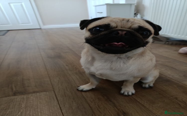 Pug dogs - Advert 3