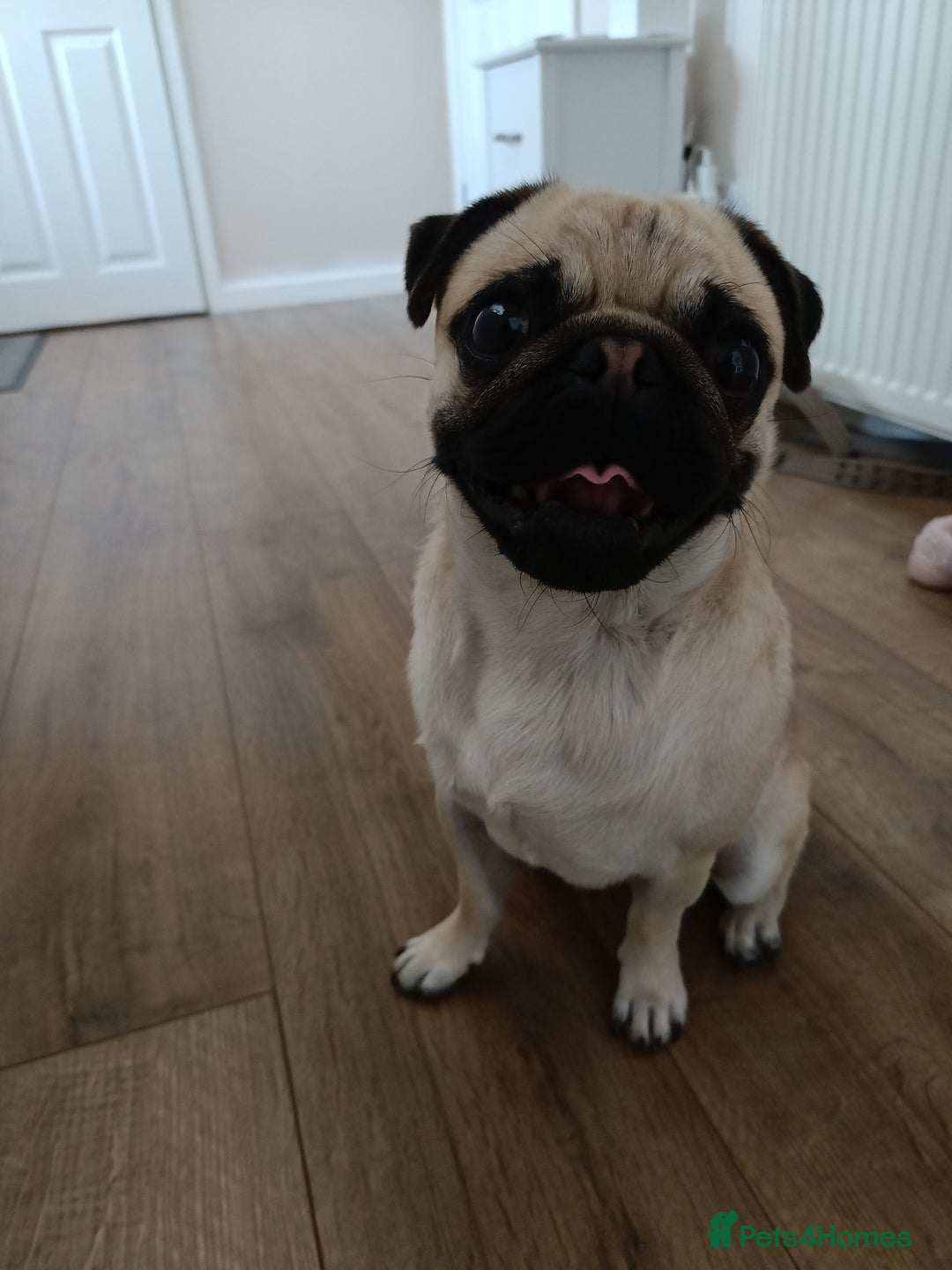 Pug dogs for sale: 18 month old pug looking for for a new home - Image 1
