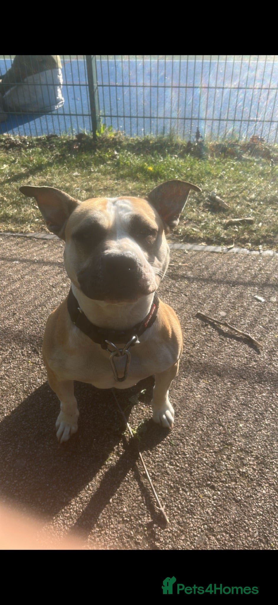 American Bull Staffy dogs Long legged staff litter - Advert 2