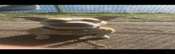 American Bull Staffy dogs for sale: Long legged staff litter - Advert 1