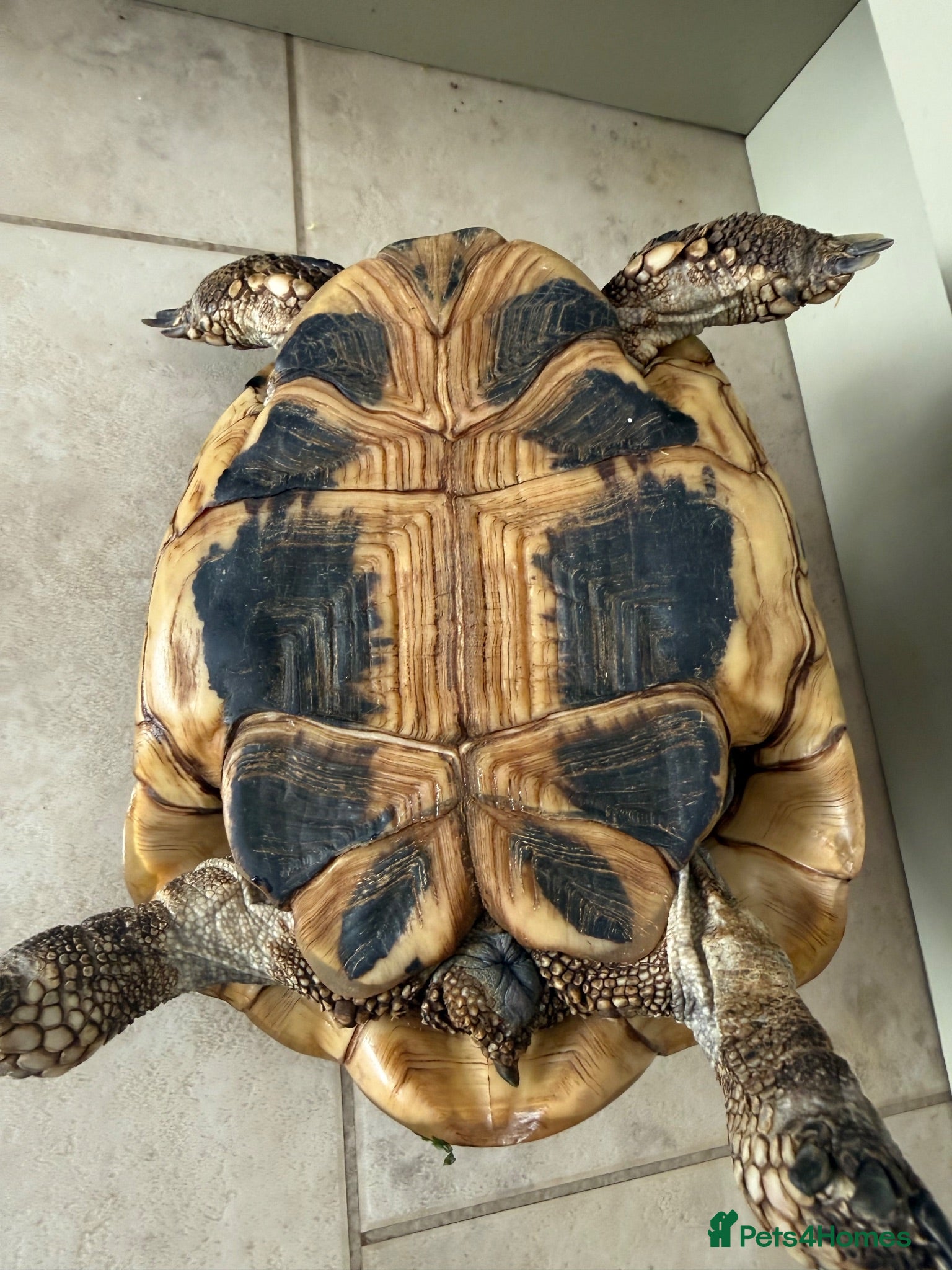 Tortoise reptiles For sale 10 year old female Hermann tortoise - Advert 2
