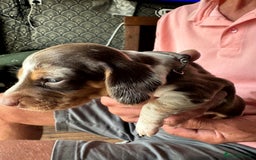Miniature Dachshund dogs for sale: 🐾 Miniature Dachshund Puppies for Sale 🐾 - Image 25