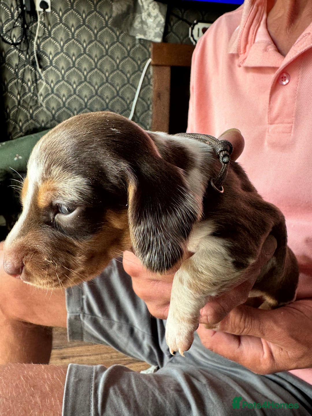 Miniature Dachshund dogs for sale: 🐾 Miniature Dachshund Puppies for Sale 🐾 - Image 25