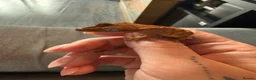 Gecko reptiles for sale: Crested Gecko - Advert 8