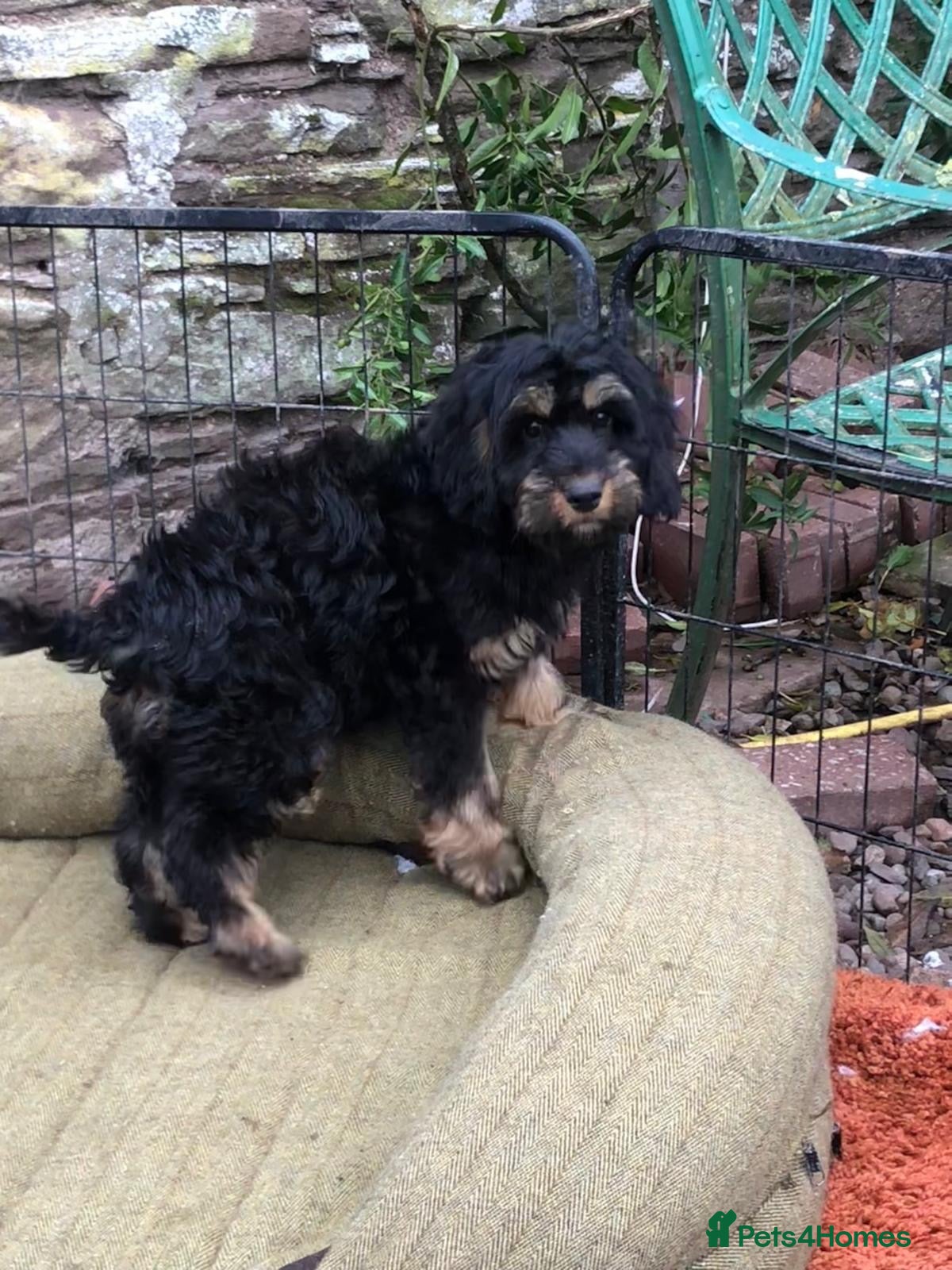 Cockapoo dogs for sale:  Cockapoo pups REDUCED last 3 - Advert 2