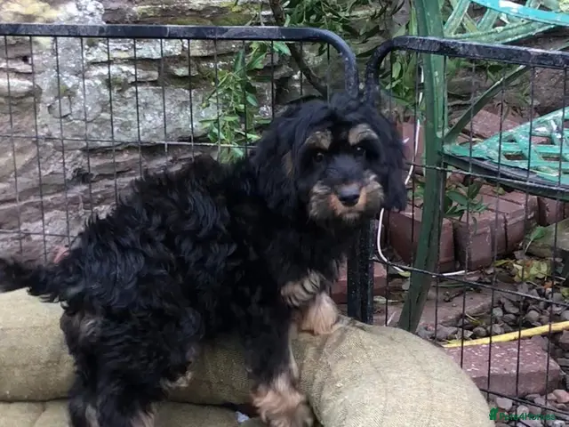 Cockapoo dogs for sale: Cockapoo pups REDUCED last 3 - Advert 2