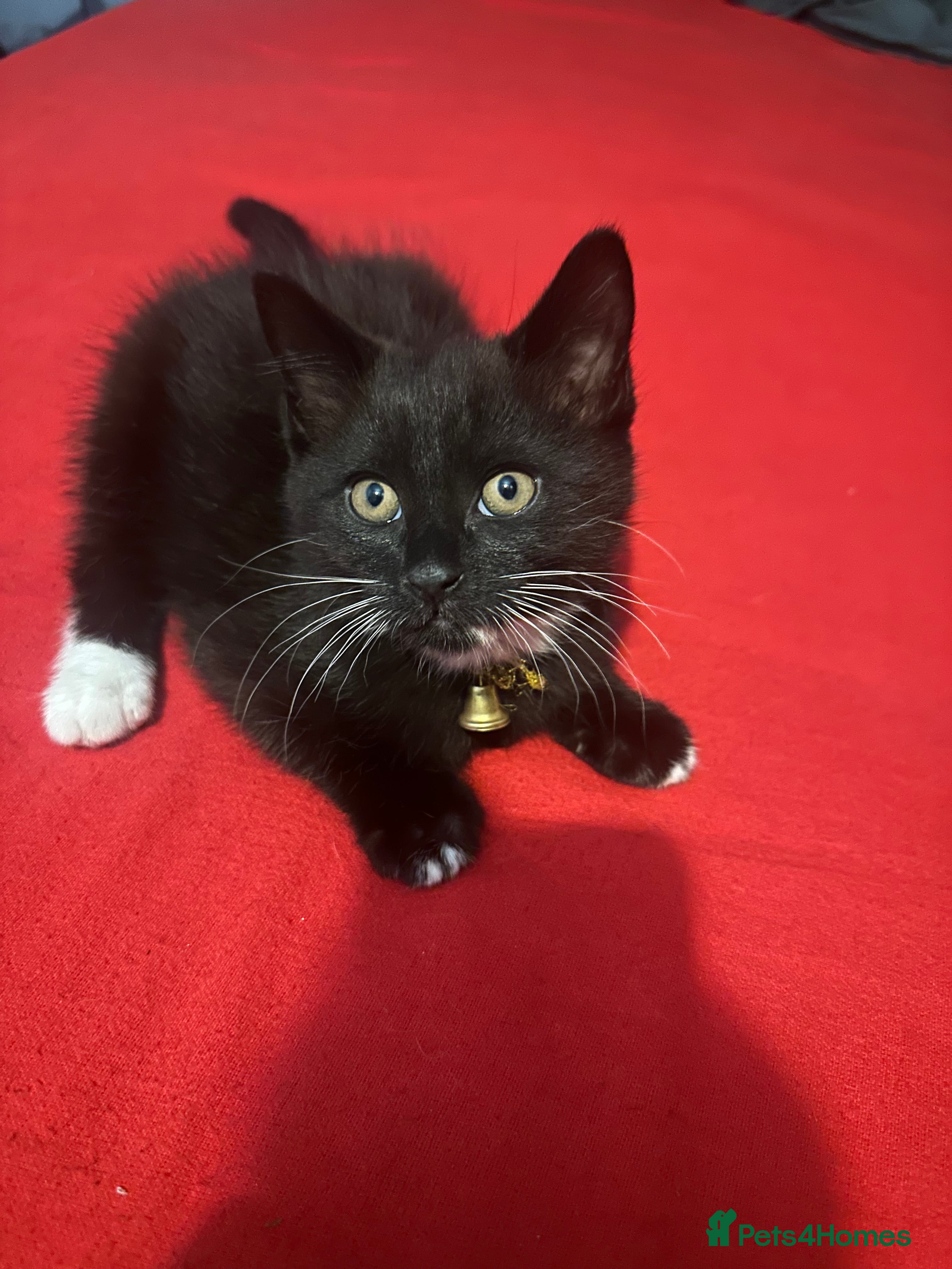 Mixed Breed cats Black and white kittens! - Advert 5