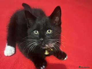 Mixed Breed cats Black and white kittens! - Advert 12