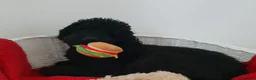 Goldendoodle dogs for sale:  Medium Goldendoodle puppies in Gateshead - Advert 8