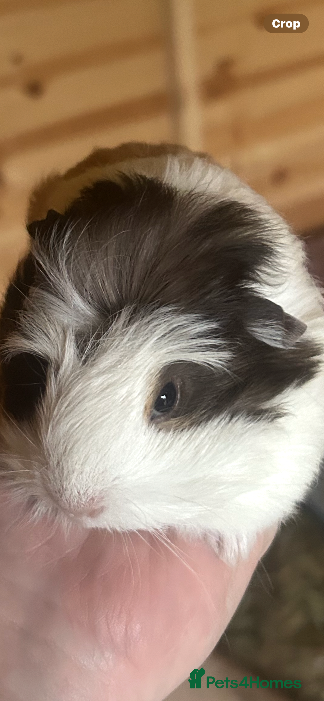Guinea Pig rodents for sale: Male guinespigs  - Advert 2