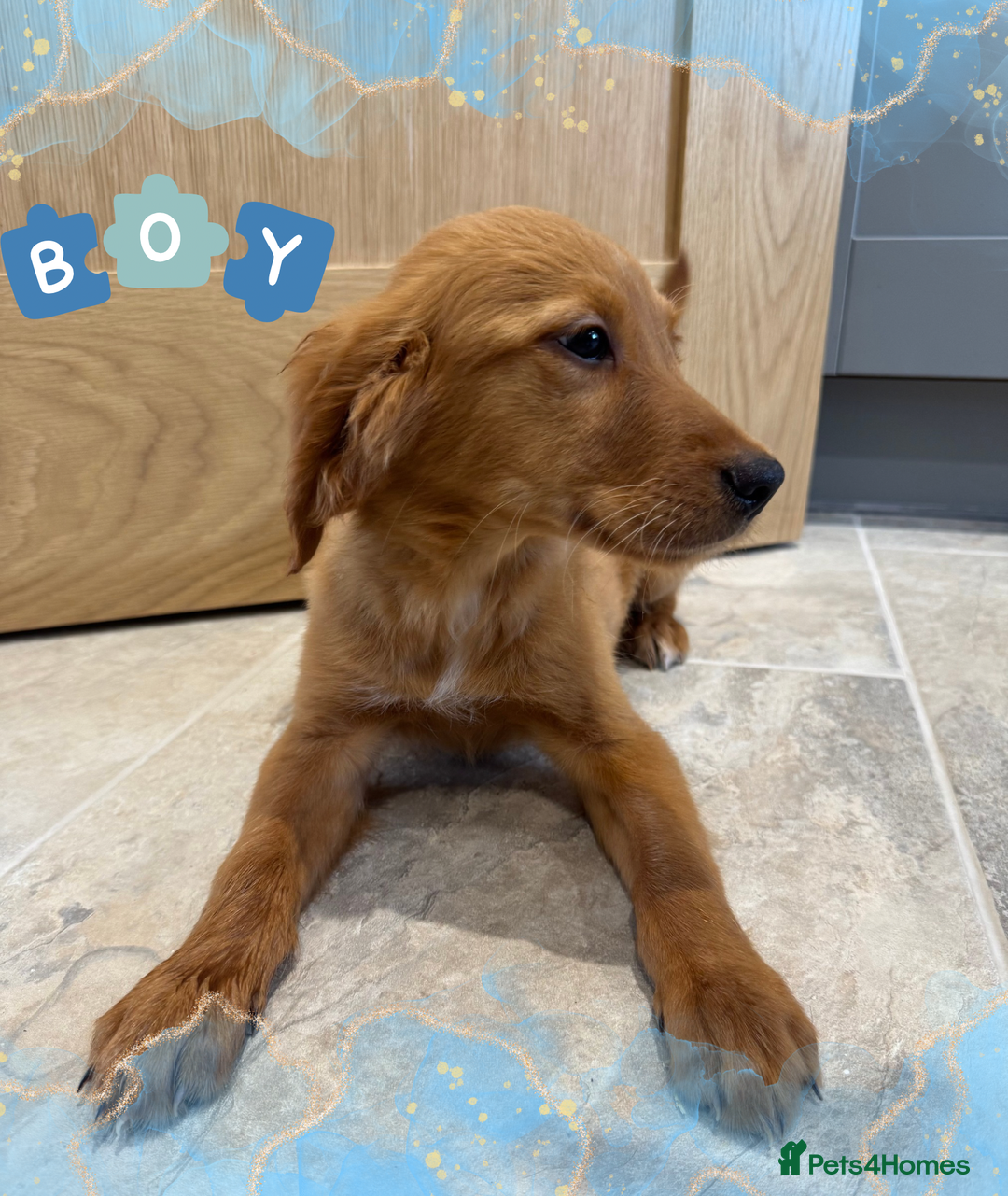 Golden Retriever dogs for sale: KC Dark Red Golden Retrievers 🧬 Clear Parents  - Image 5