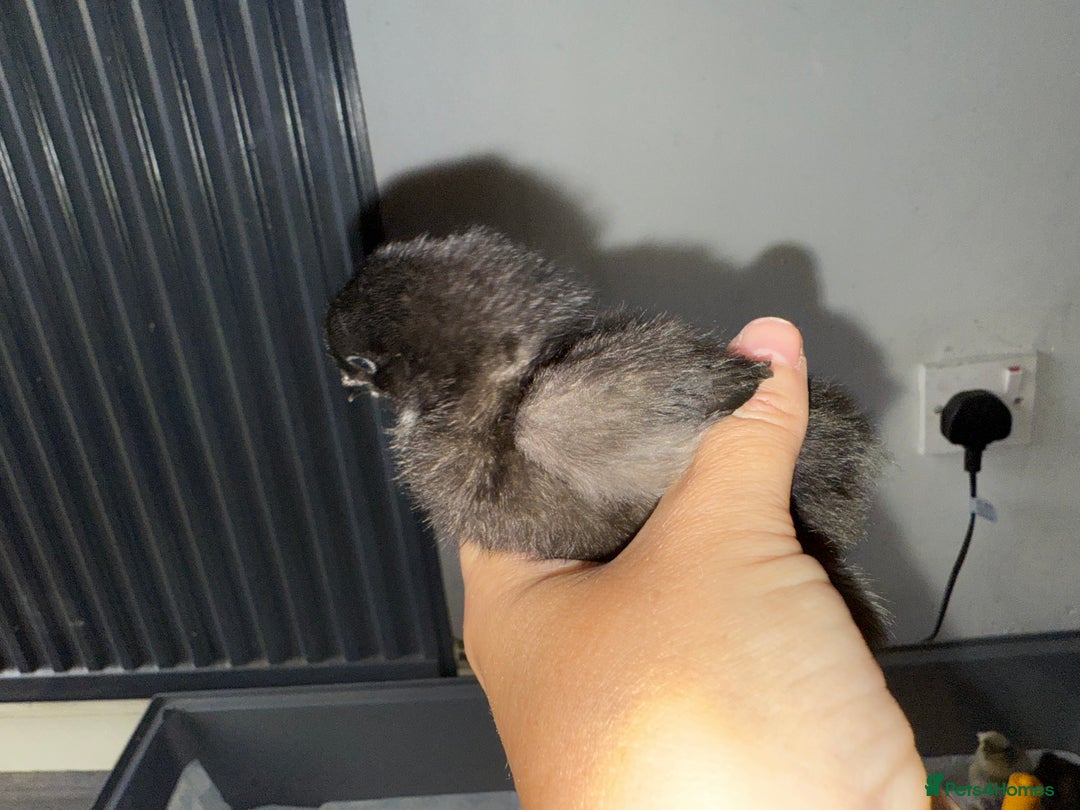 Chickens poultry for sale: Mixed baby chicks  - Image 2