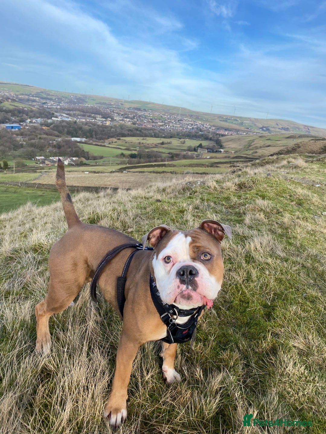 Olde English Bulldogge dogs for sale: Boo the olde English Bulldogge  - Image 1