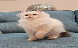 Scottish Fold cats for sale: Excellent Scottish straight kittens  - Advert 27