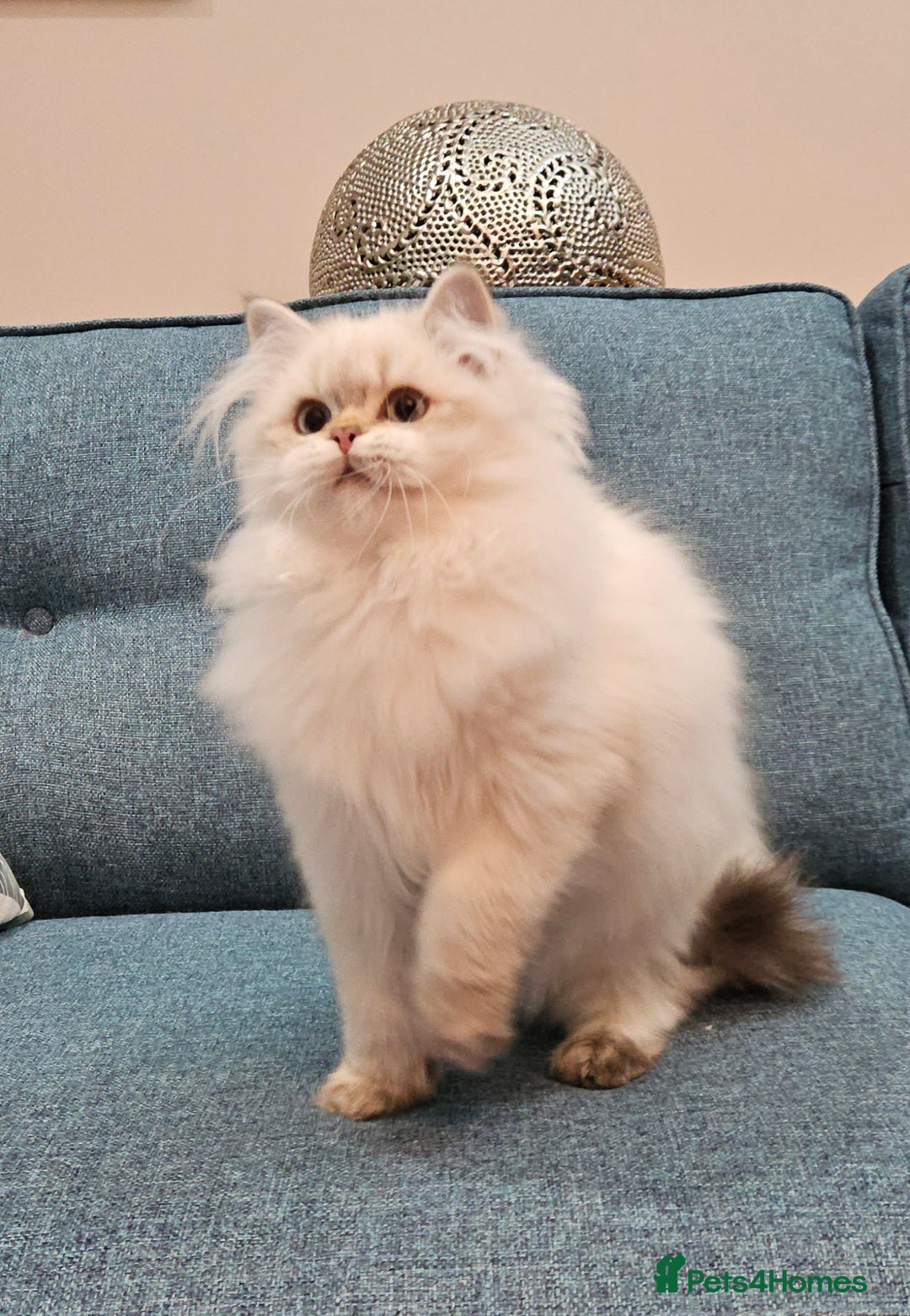 Scottish Fold cats for sale: Excellent Scottish straight kittens  - Advert 27