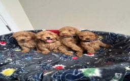 Cockapoo dogs for sale: 9 weeks old Cockapoo puppies  - Image 16