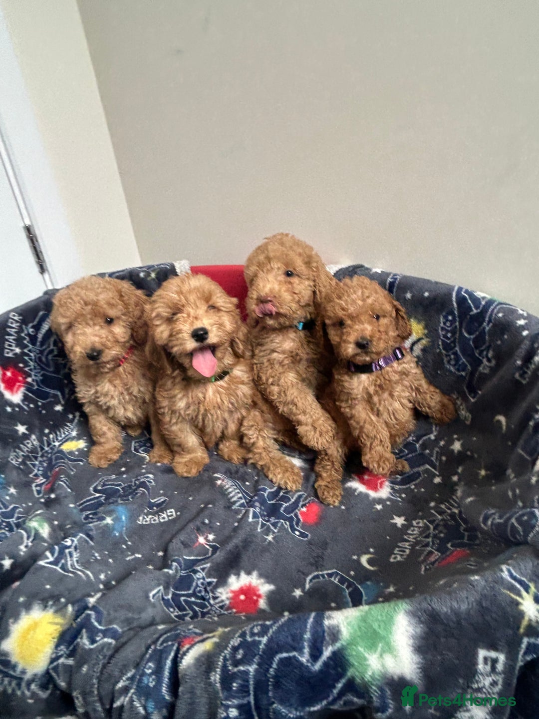 Cockapoo dogs for sale: 9 weeks old Cockapoo puppies  - Image 16