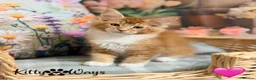 Maine Coon cats for sale: 🐾🦁 *TICA REG* GINGER MAINE COON KITTENS🦁🐾 - Advert 18