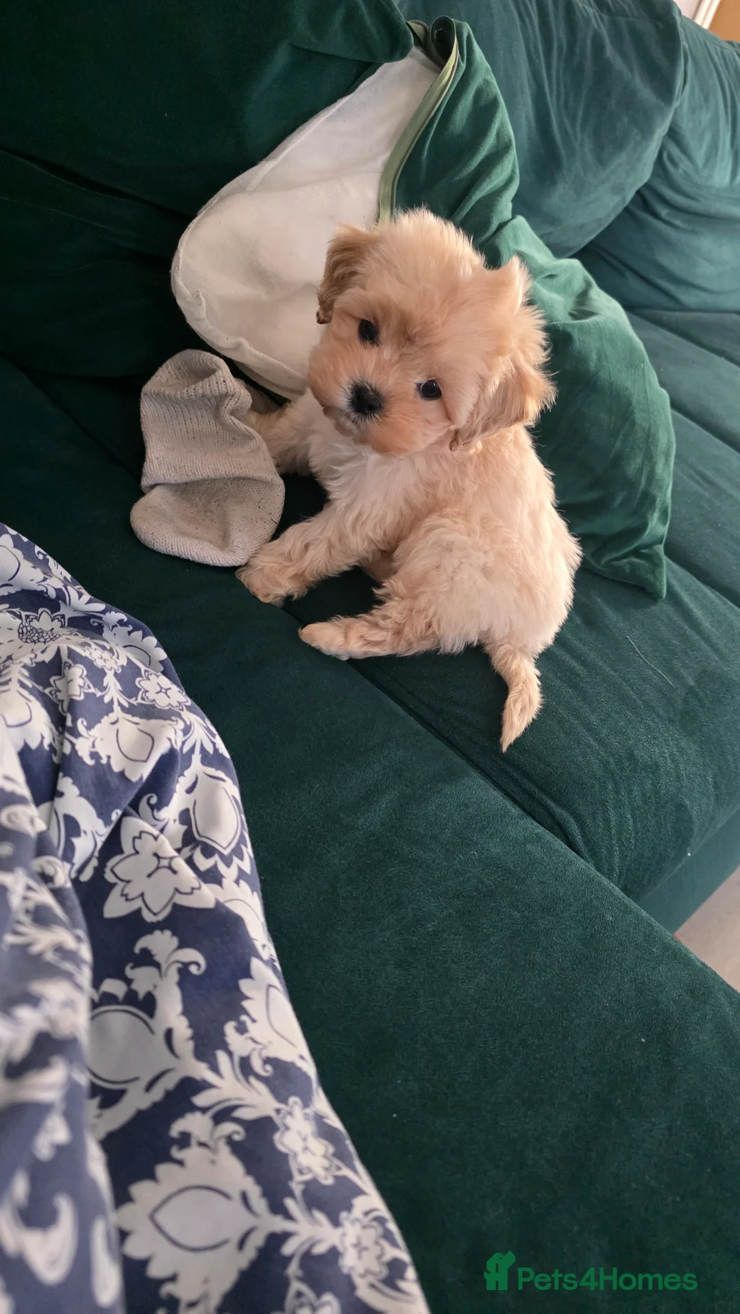 Maltipoo dogs for sale: Tiny Maltipoo boy - Advert 2