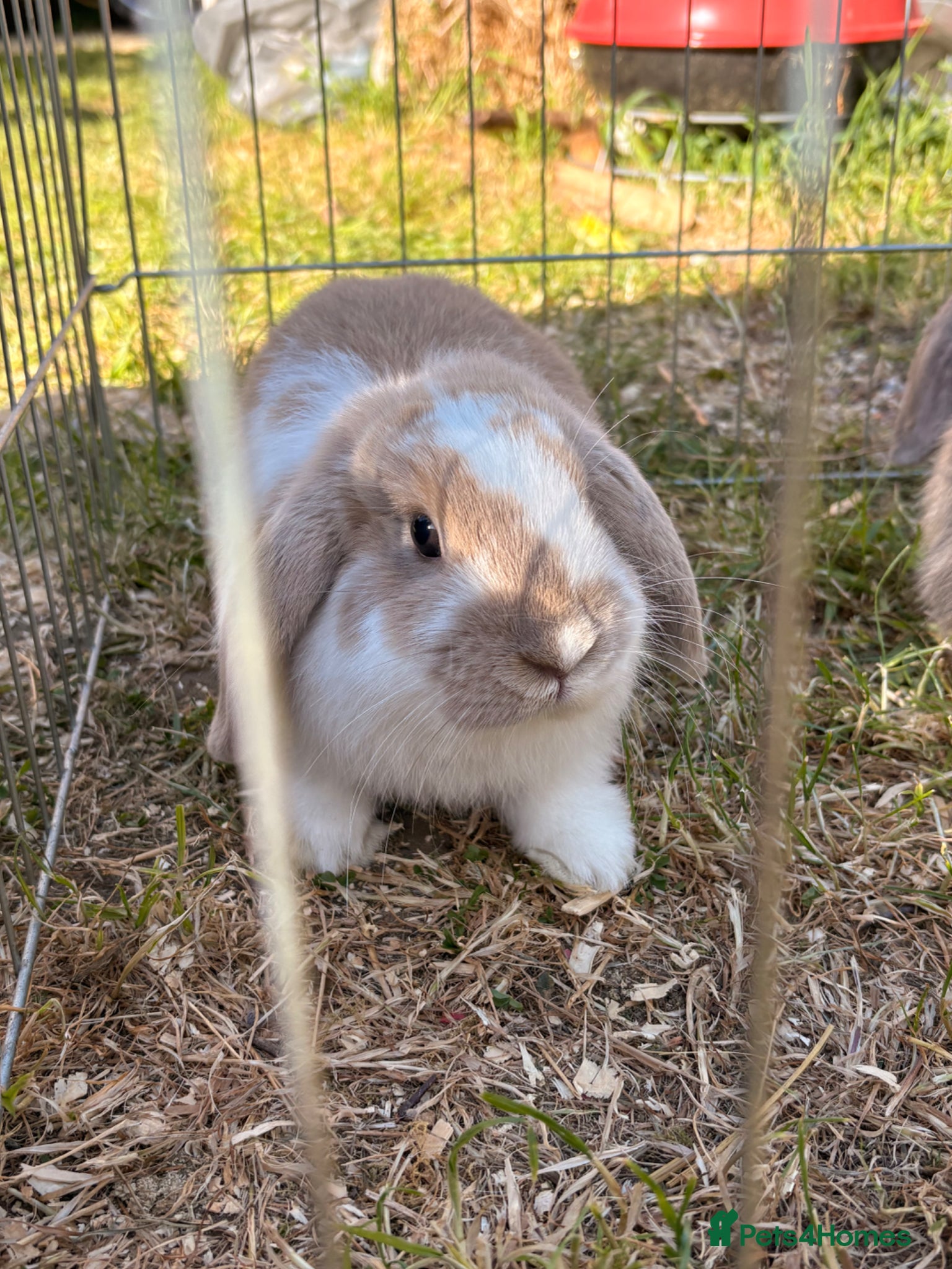 Mini Lop rabbits 2 girls left! Mini lop babies ready for new homes  - Advert 16