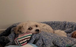Mixed Breed dogs for adoption: Sweet little Analie - Image 11