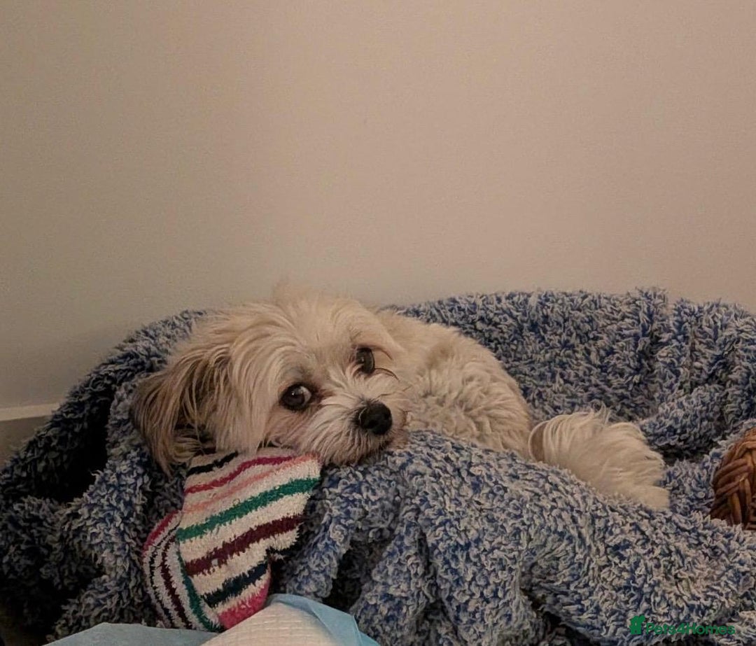 Mixed Breed dogs for adoption: Sweet little Analie - Image 11