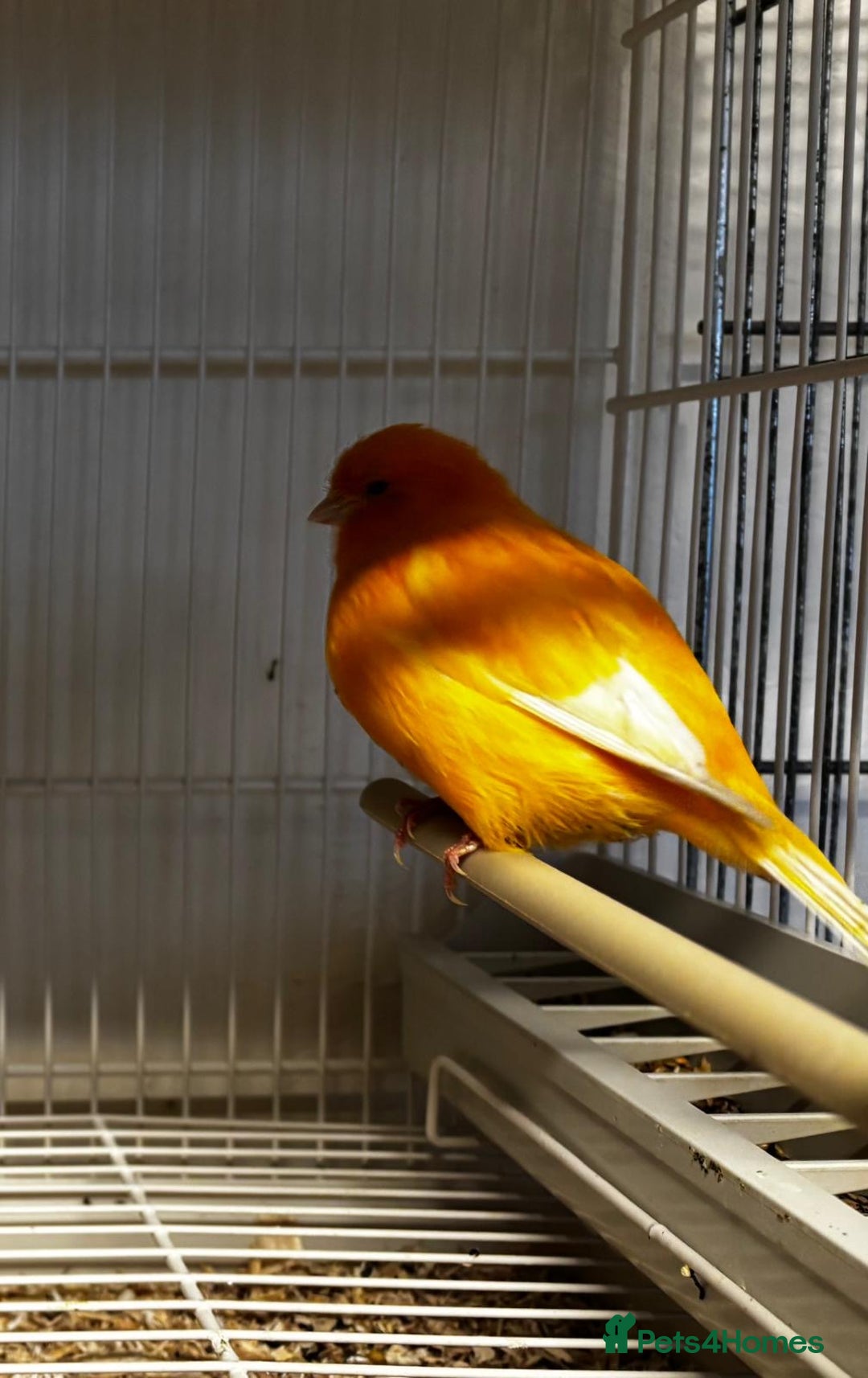 Mixed Breed birds for sale: Norwich cross canary  - Advert 2