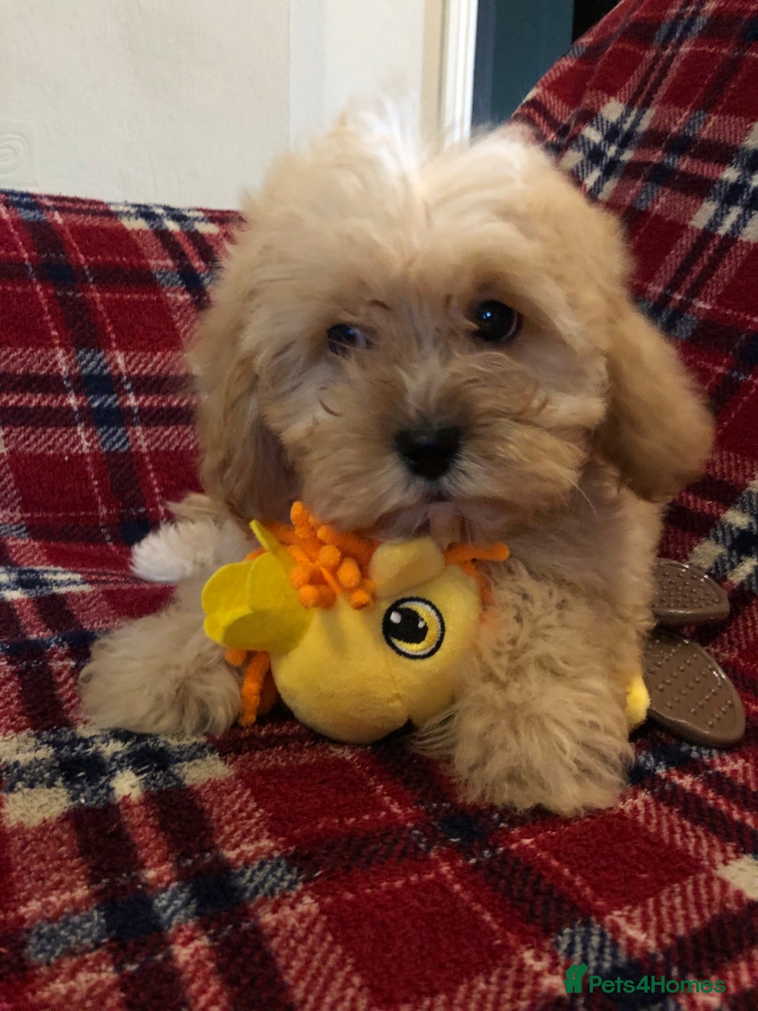 Shihpoo dogs for sale: shihpoo puppies for sale  - Advert 15