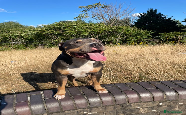 Mixed Breed dogs - Advert 1