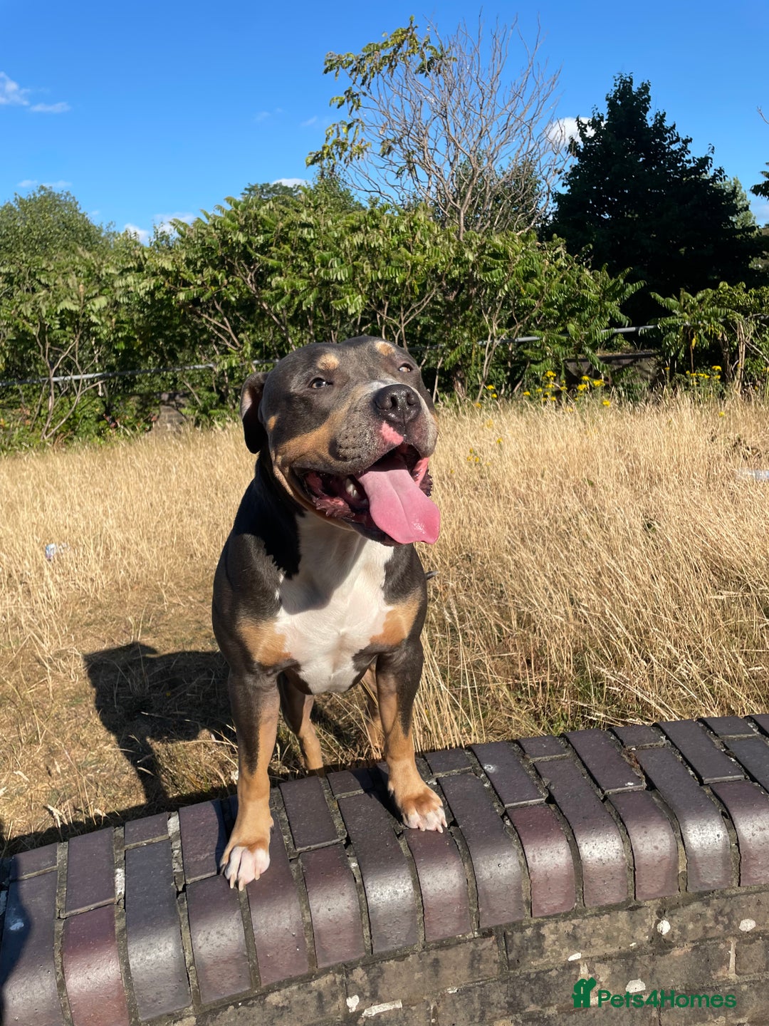 Mixed Breed dogs for stud: Beautiful boy to stud  - Image 1